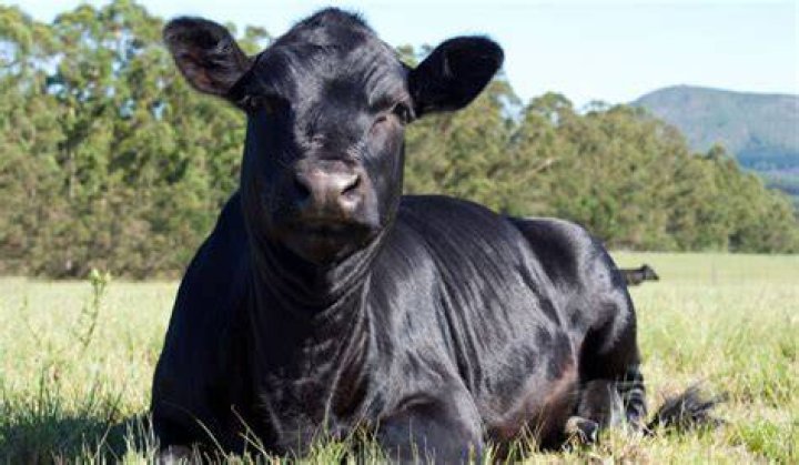Angus