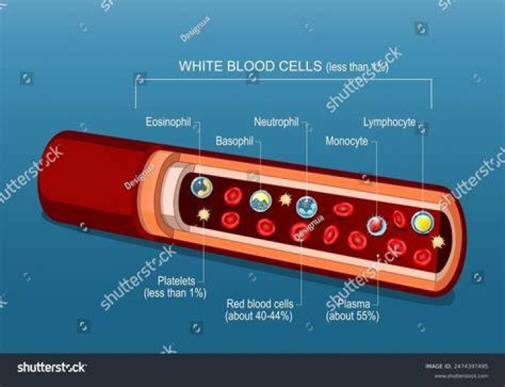 Blood
