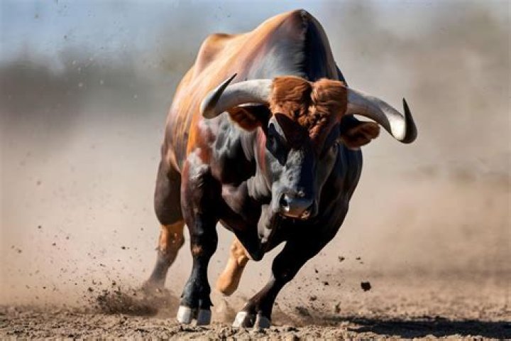 Bull