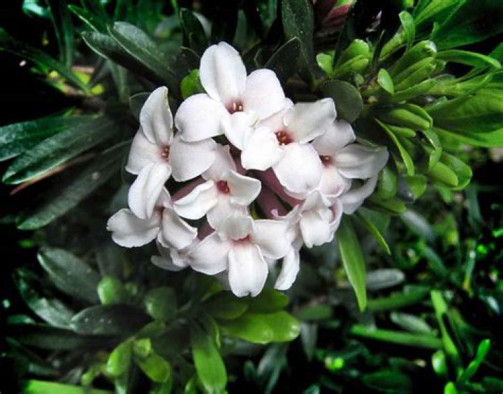 Daphne