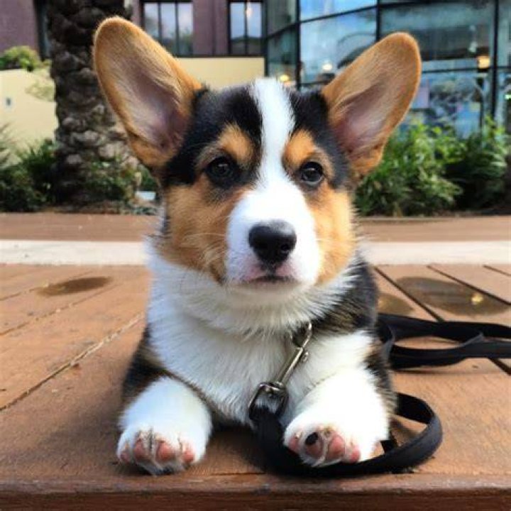 Gatsby The Corgi