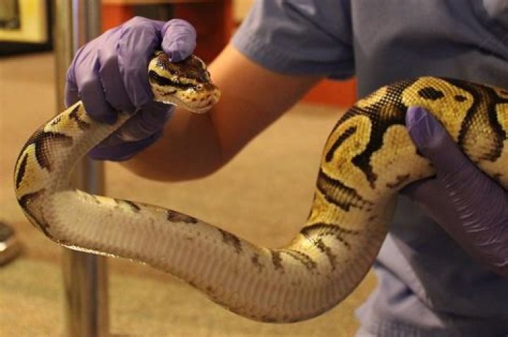 Head Snake Handler