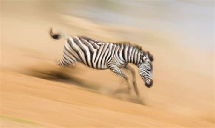 How fast can a zebra run