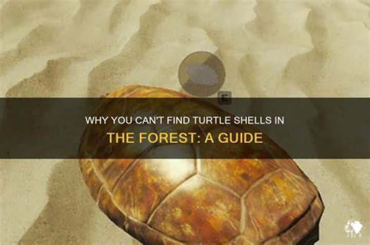 How to Find Turtle Shells in Sons of the Forest: A Comprehensive Guide