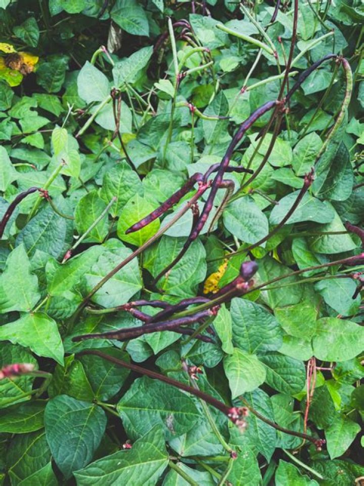 How to grow purple hull peas