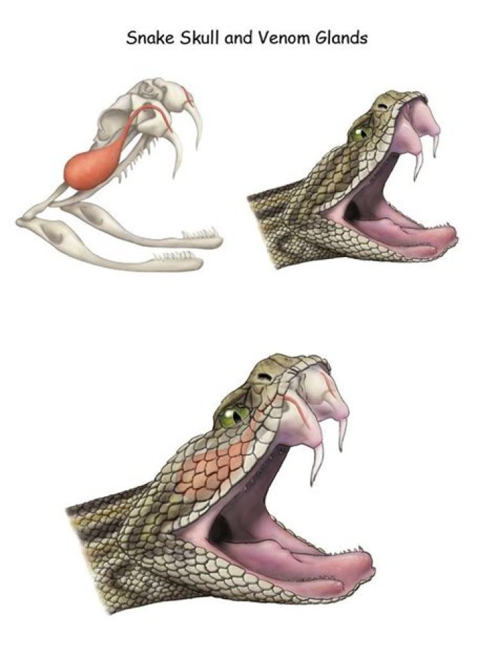 How to Obtain Venom Glands in Palworld