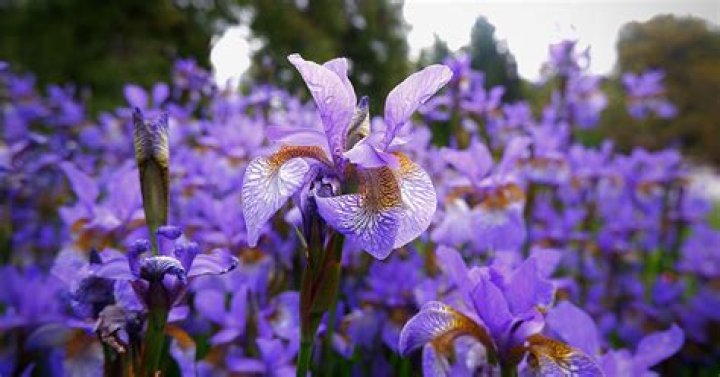 Iris