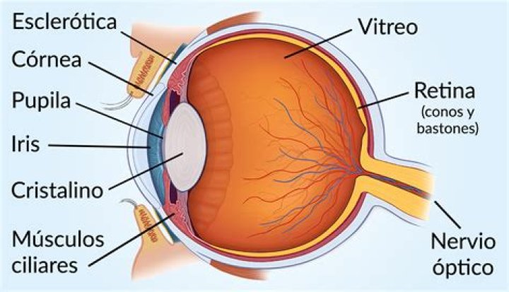 Ojo