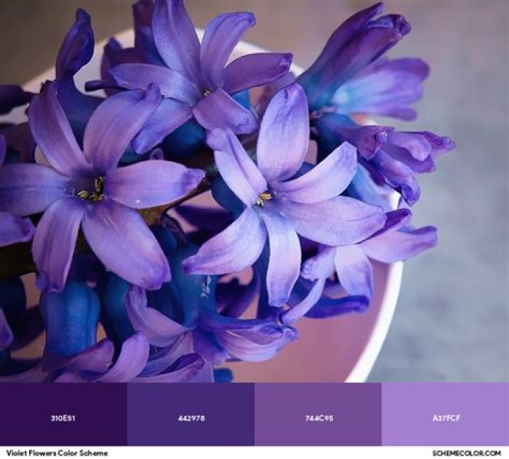 Violet