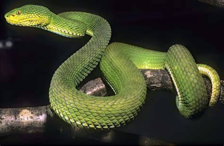 Viper