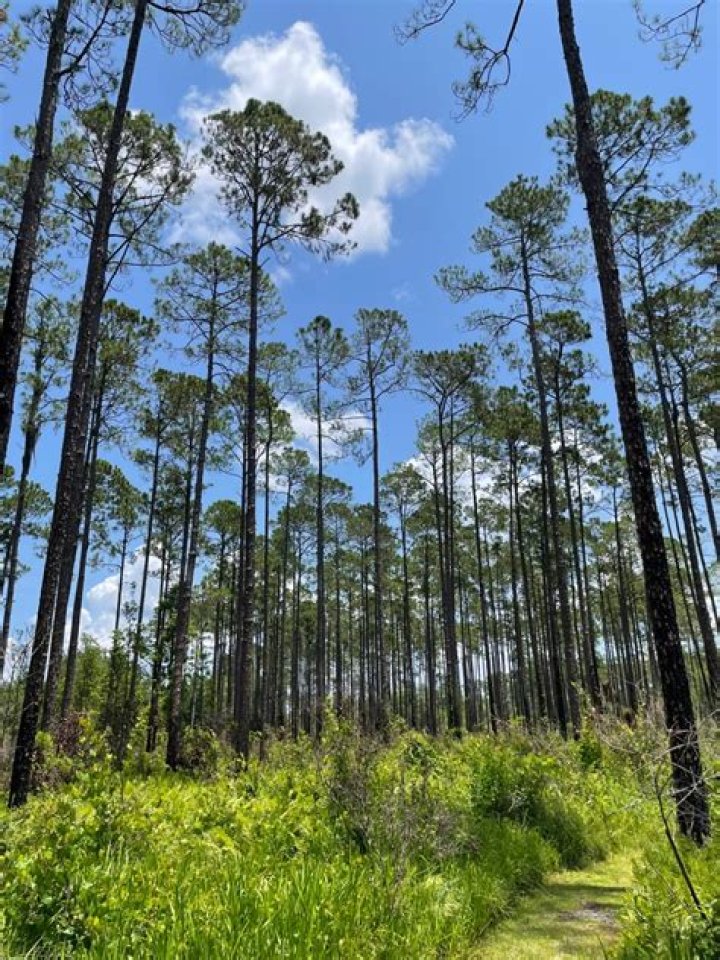 Weldon Pine