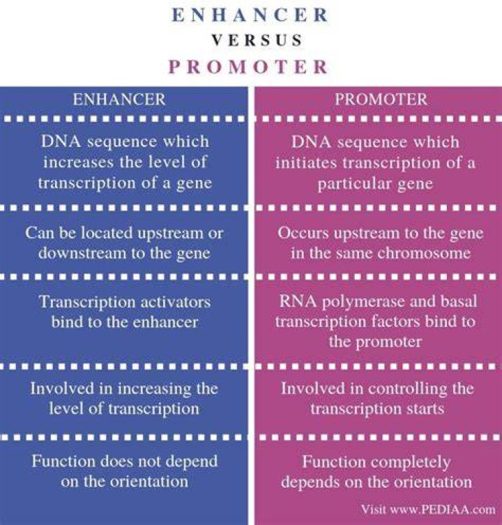 What is the Difference Between Enhancer and Promoter