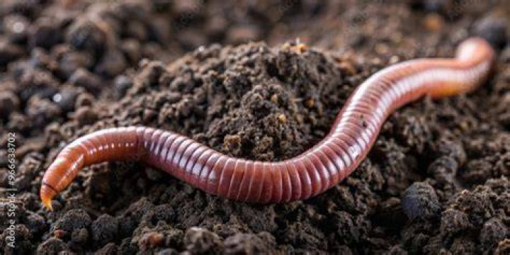 Worm